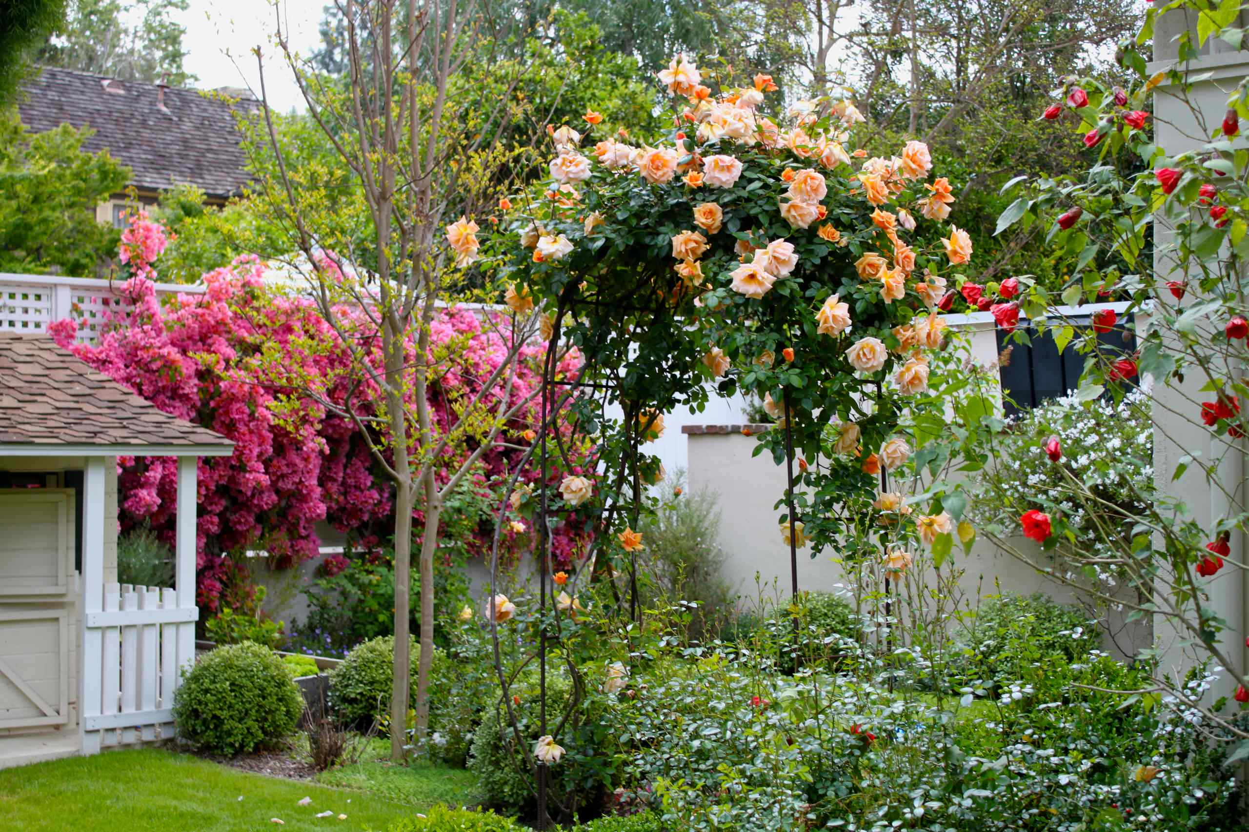 Сады и Розы