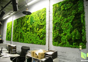 Озеленение офиса 24