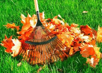 autumn_foliage_cleaning
