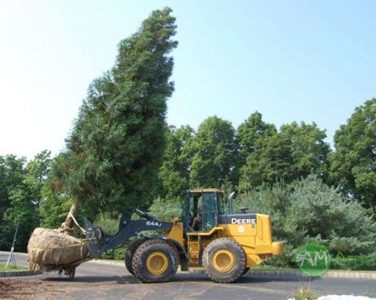 Доставка больших деревьев крупномеров