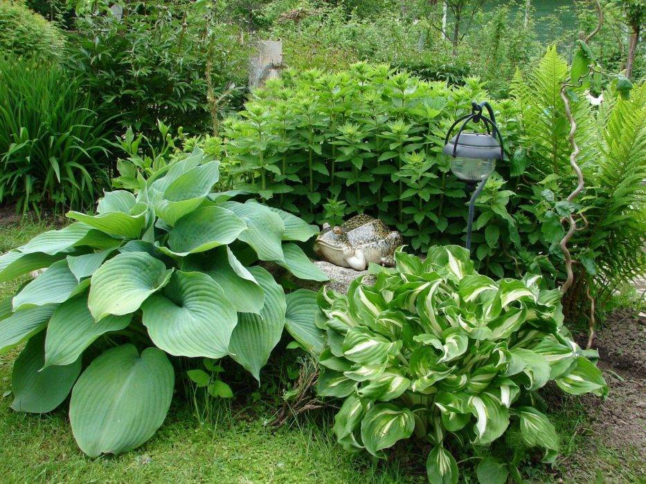 Какие растения стоит посадить в затененном саду?